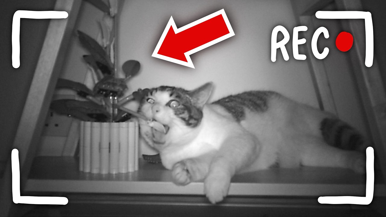 What My CATS Do At NIGHT...