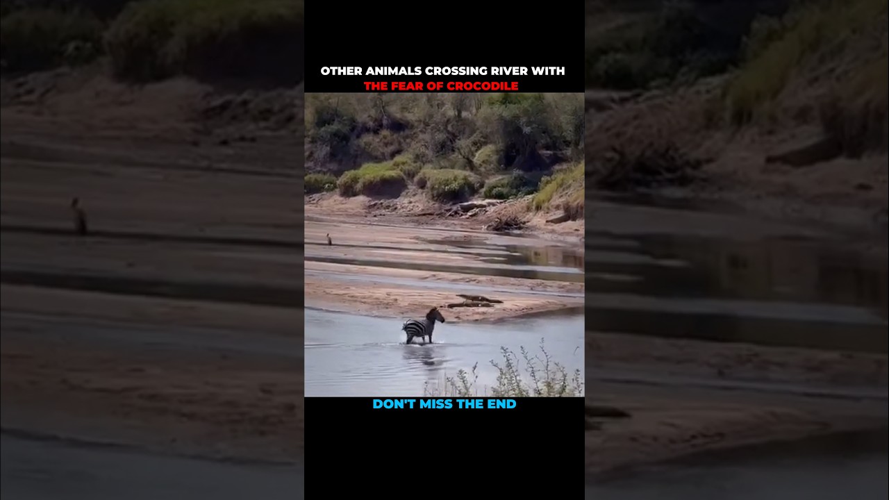 Lion v/s Other Animals Crossing River #shorts #shortvideo #animal #animalshorts #animalvideos