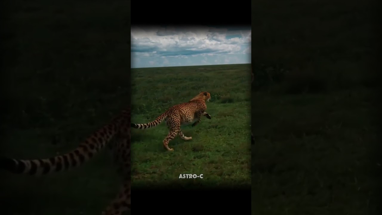 Humans Vs Animals #astronomy #earth #universe #space