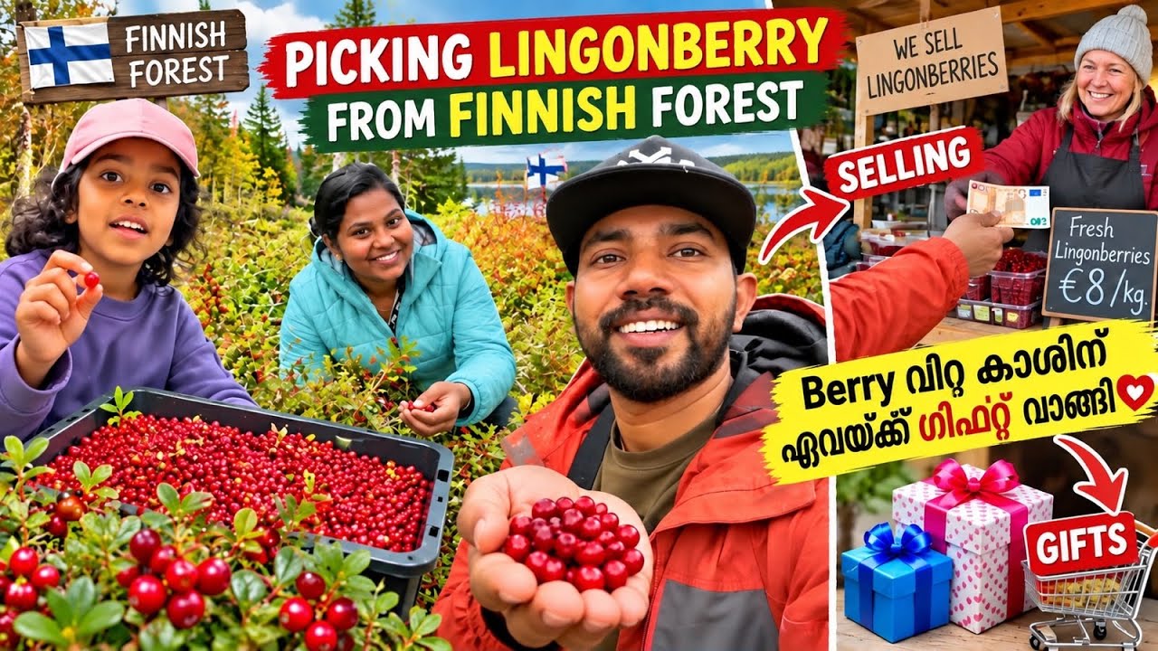 കാട്ടിലെ lingonberry വിറ്റ് ഏവക്ക് വാങ്ങിയ gift |lingonberry #mallusinfinland #familyvlog #malayalam