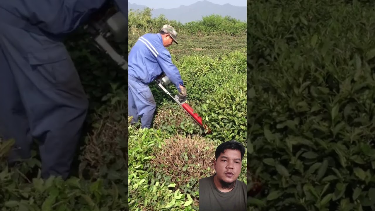 cara pruning daun teh  #gardening #gardeningtips #tea