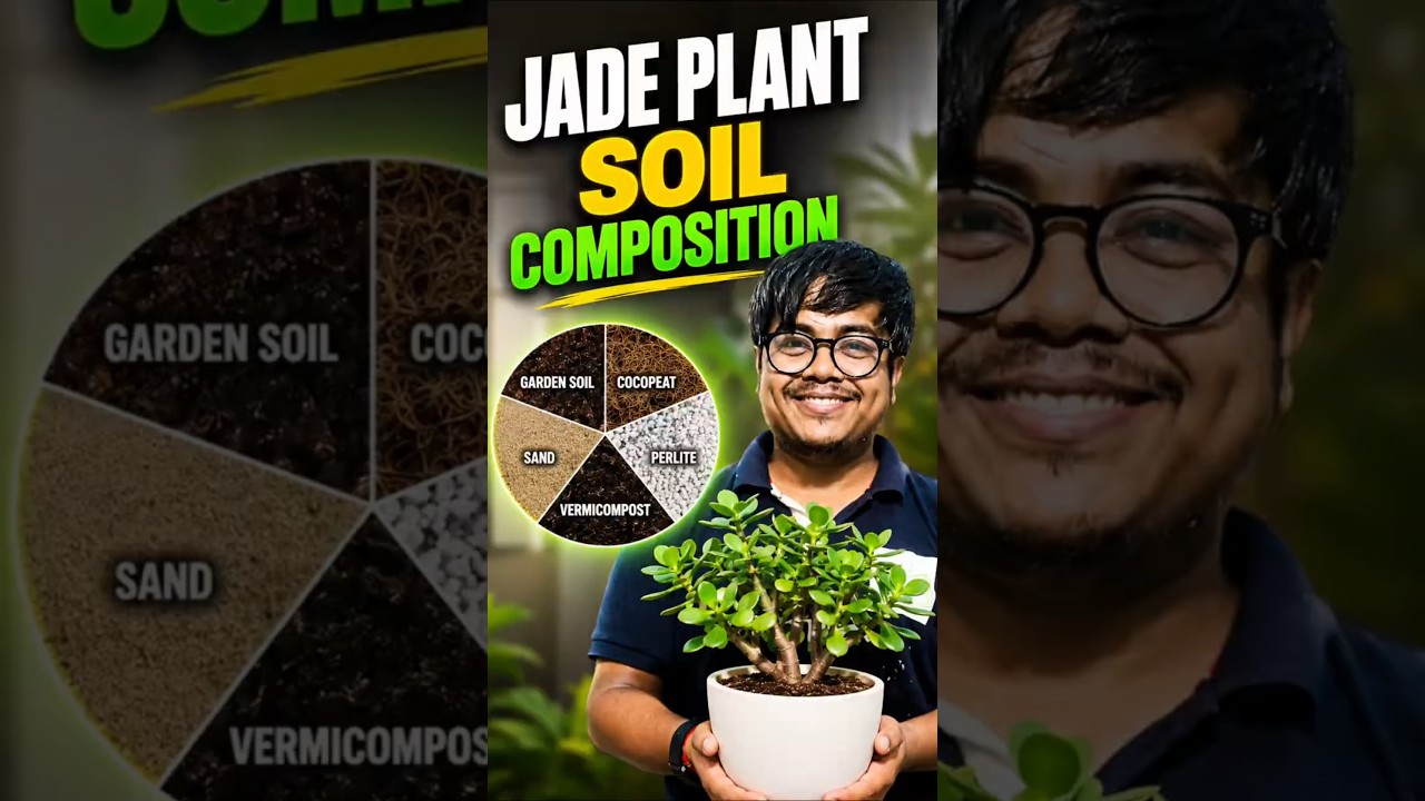Jade Plant Marne Se Bachayein, Ye Soil Mix Try Karein! 😱🪴 #PlantCare #SucculentTips