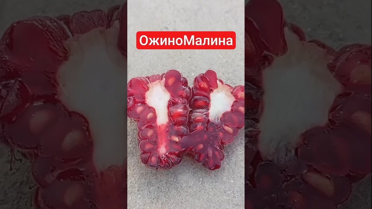 ОжиноМалина Букінгем Тайбері Buckingham Tayberry  #малина #ожина #ягоди #strawberry #garden #trend