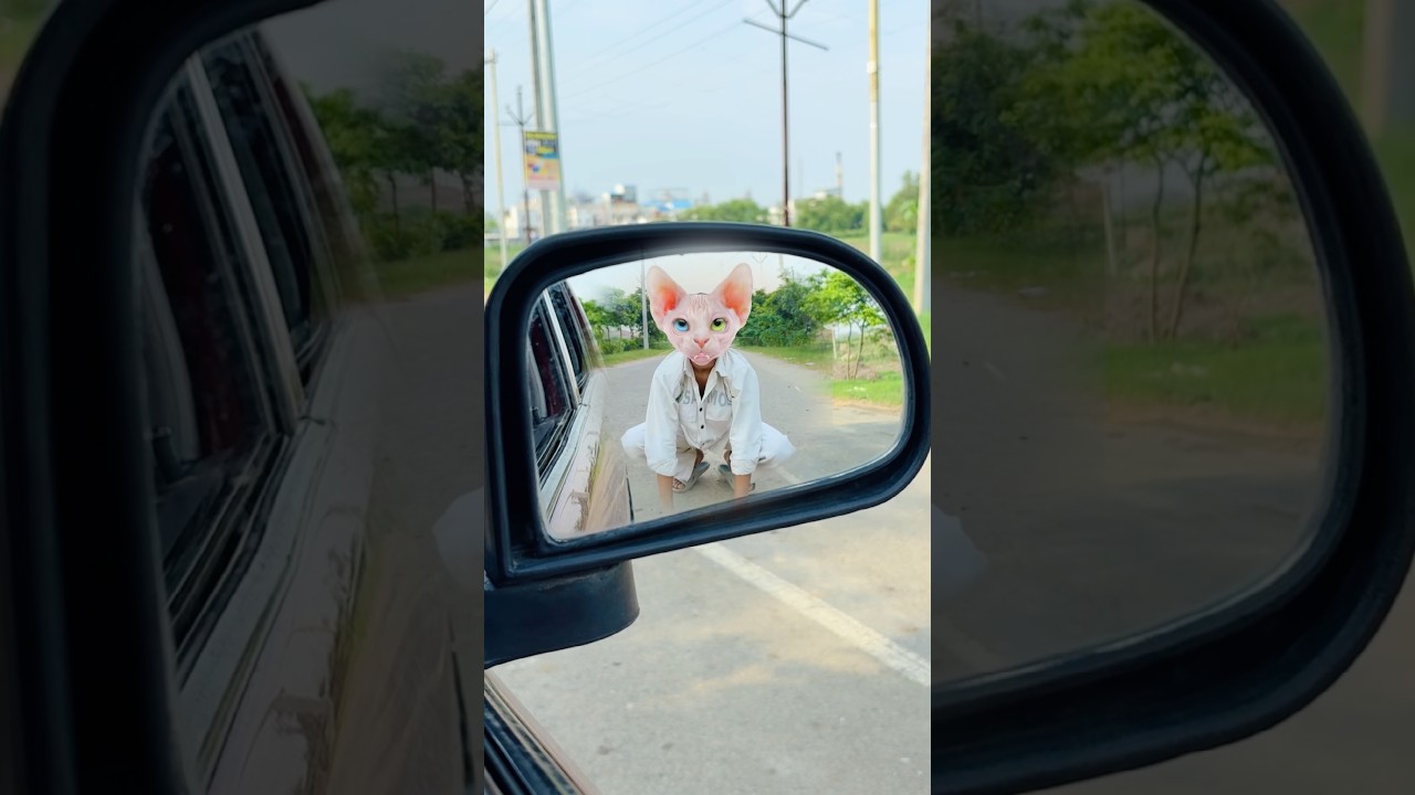 Cat 🐈 kha Gayab ho rhi hai bar bar 😳😤 #comedy #ytshorts #shorts #trending #viralvideo #shortsfeed