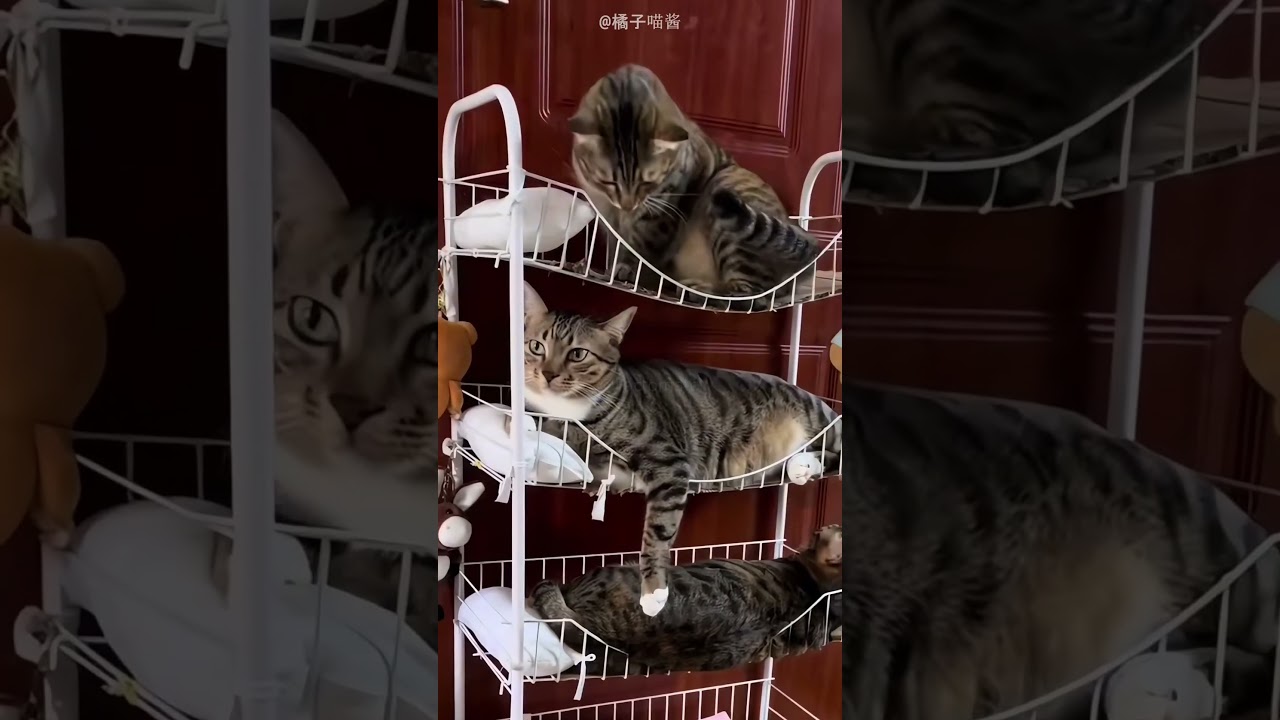 Man Has Four Cute Cats