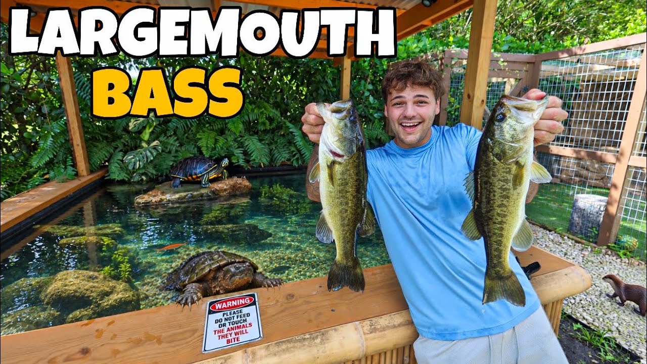 We Caught NEW BASS for My Backyard POND!! (Thump)