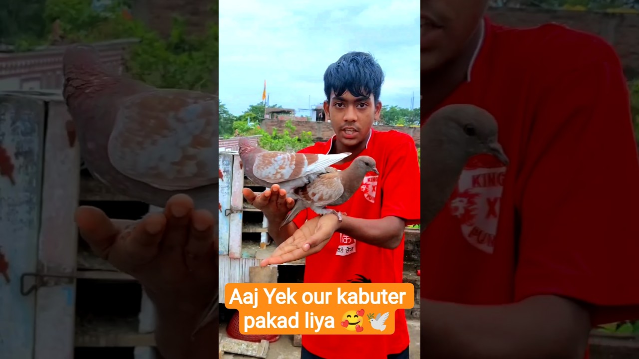 Aaj Ek Aur Kabutar Pakad Liya🕊️🥰...#viral #kabutar #trending #trend #shorts #newpigeon #minivlog