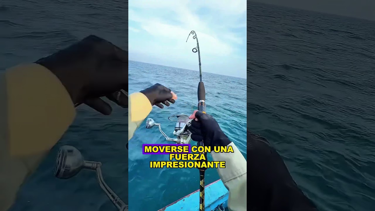 Foreign anglers use freshly caught small fish as bait.#fishing #seafishing #fyp #shorts#US