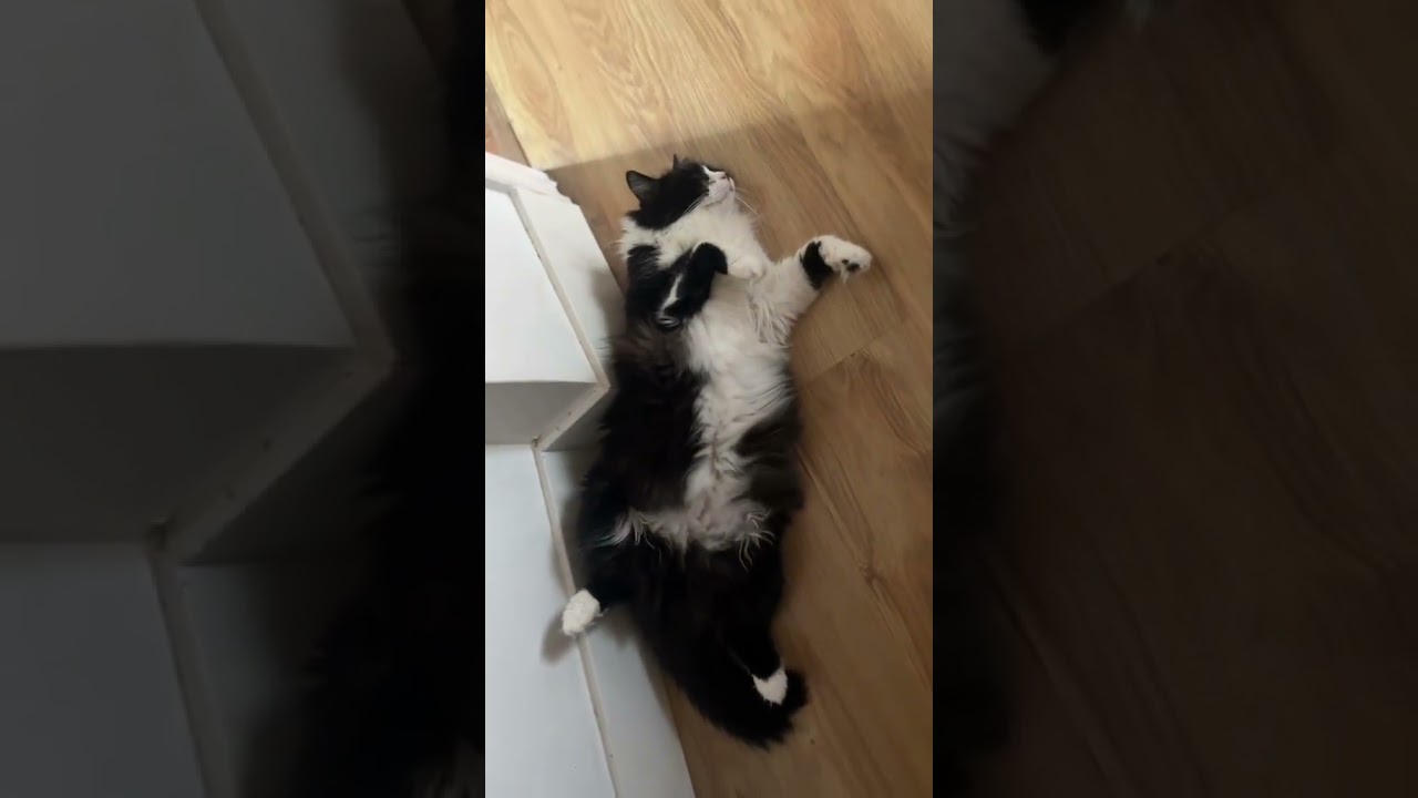 Mis gatos en la ola de calor 🥵 #oladecalor #cats #gatos