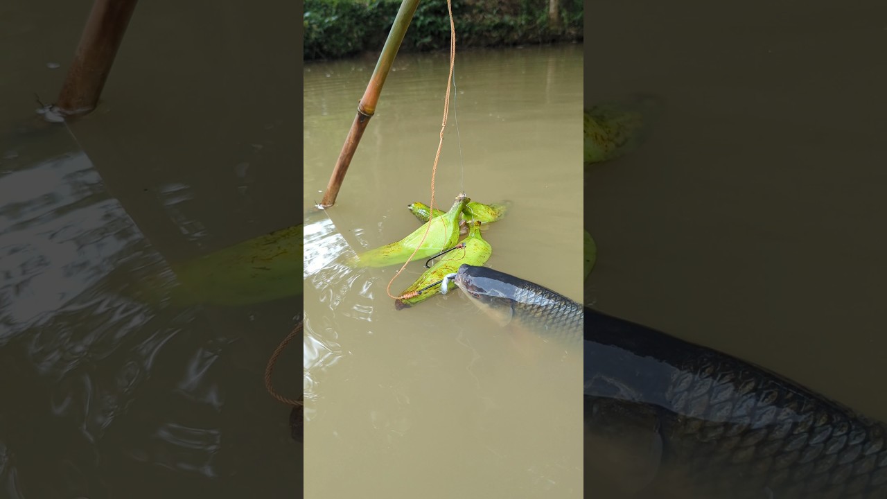 The Unique Traping Fishing System, with  banana rocket launcher#traping_fishing#shorts