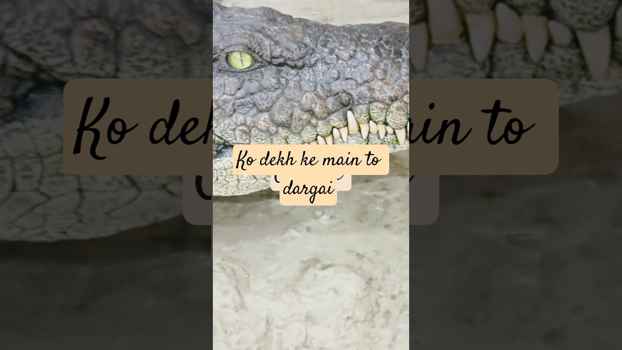 what a giant crocodile