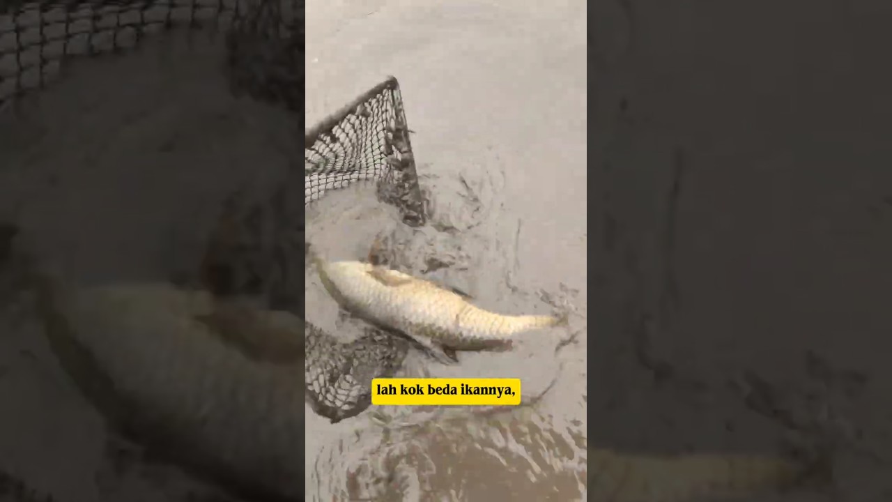 TANGKAP IKAN SAAT BANJIR⁉️ #viral #ikan #fishing #shorts
