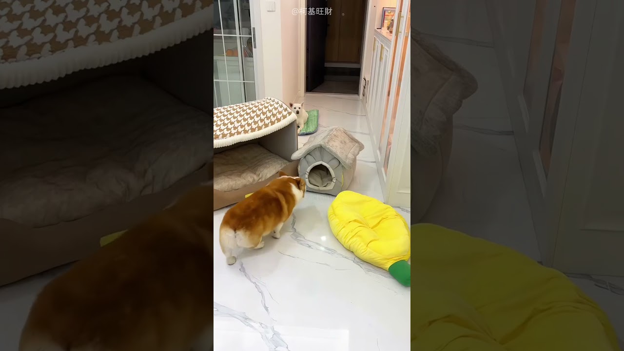 Dog Has Tiniest House