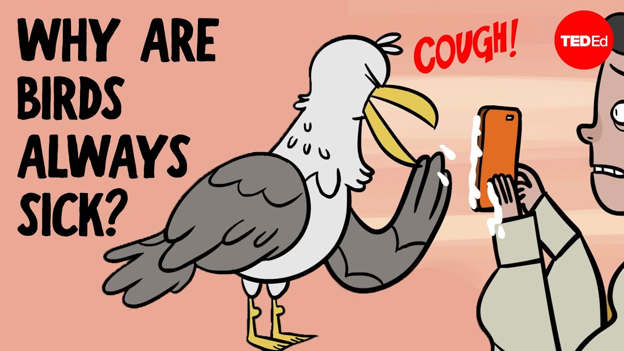 Everything you need to know about bird flu - Benjamin Anderson