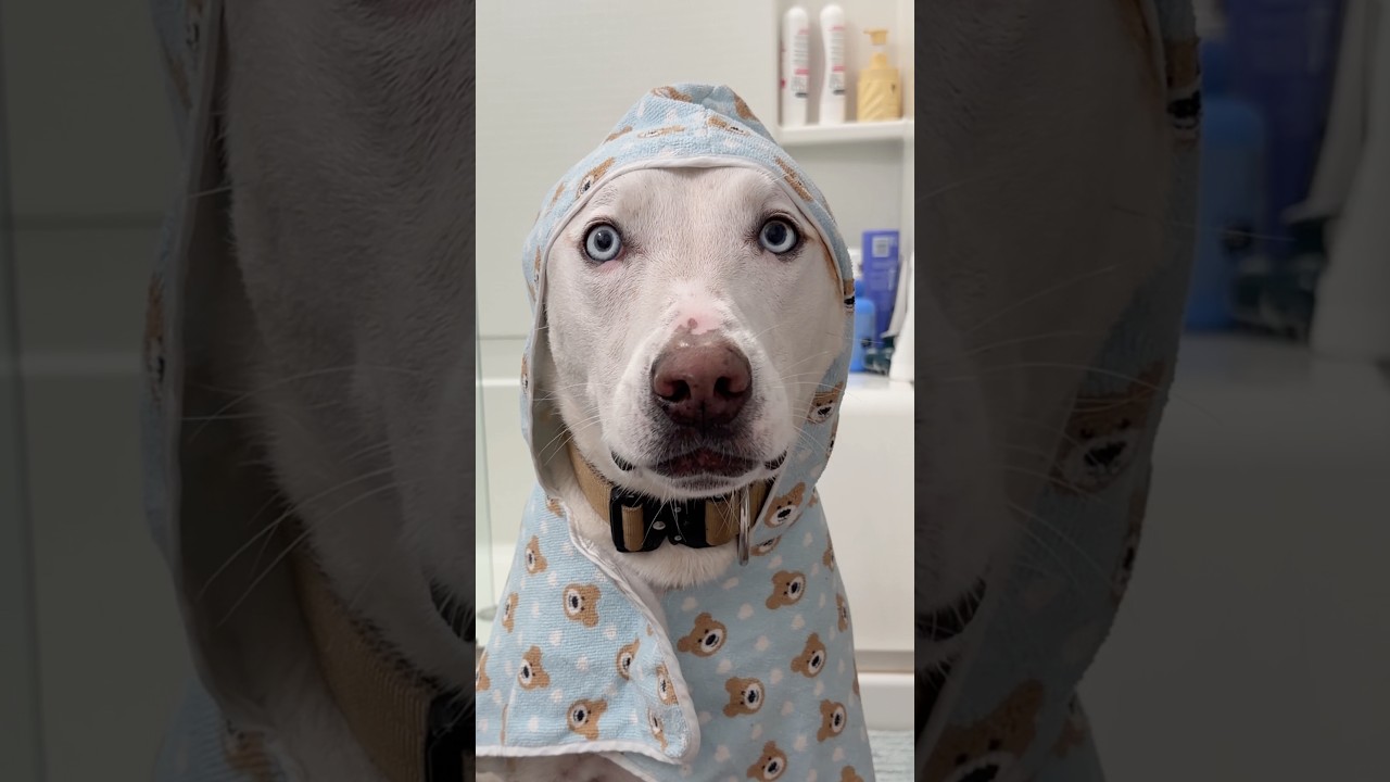 Can you guess the name of this song?🤭⬇️#dog #pets #puppy #dogshorts #doglife #doglife #dogowner