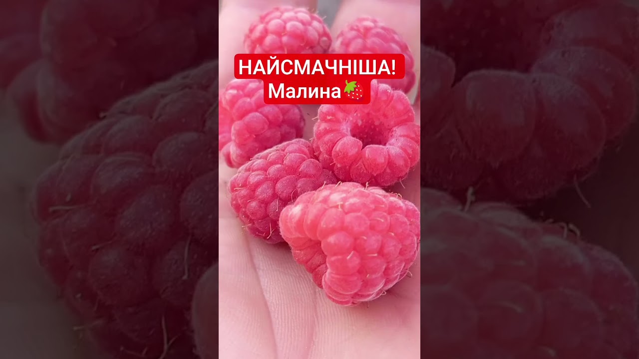 Найсмачніший сорт Малини #малина #малина2026 #ягоди #садівництво #raspberry #garden #viral #trending
