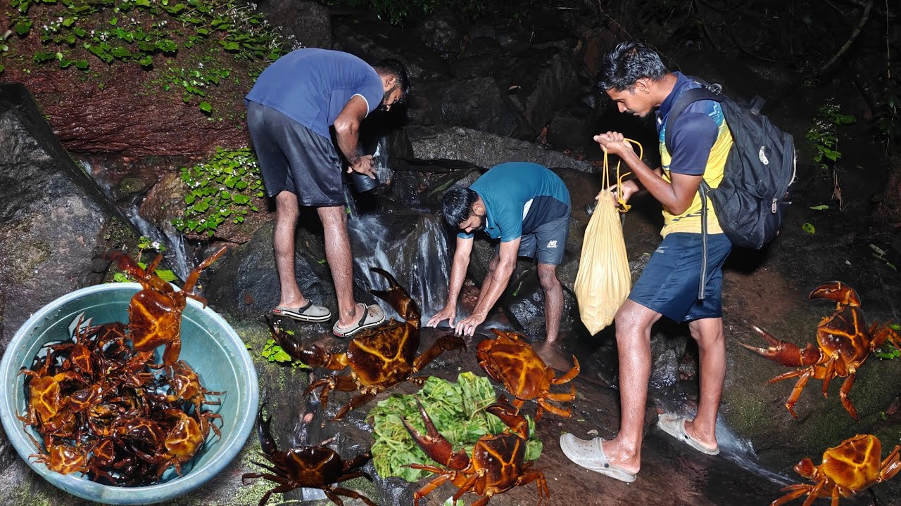 रानवेलीचा पाला टाकून पकडले मोठे मोठे खेकडे , पावसाळ्यातील खेकडे | crab catching @TejaGurav 