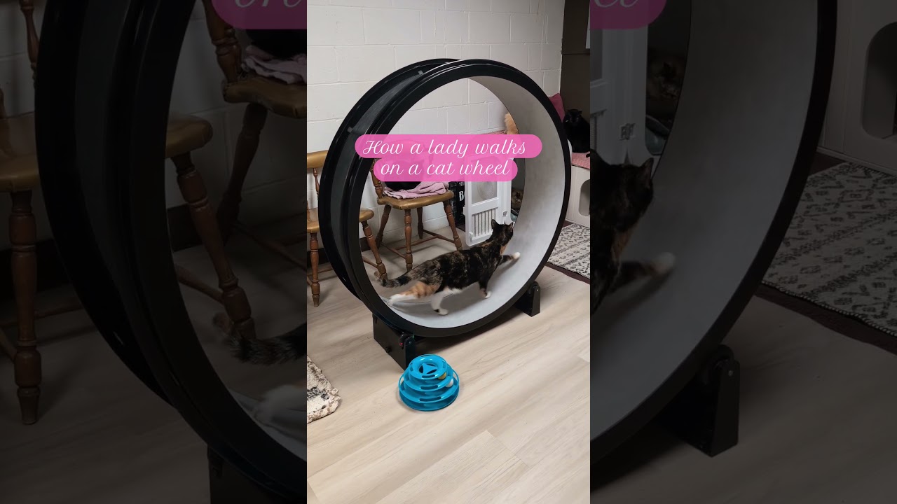 Cat Wheel Strut #cats #prettycat