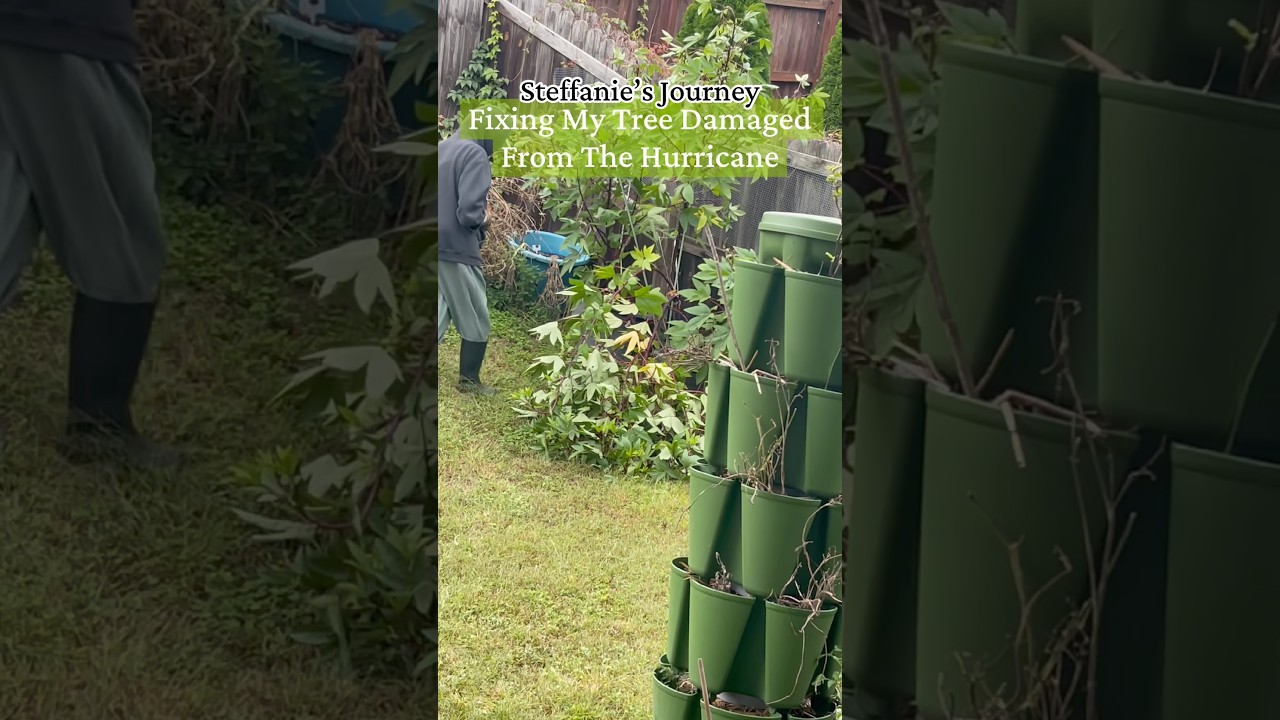 Fixing My Tree Damaged By The Hurricane #gardening #hibiscus #Roselle #fyp #fypシ