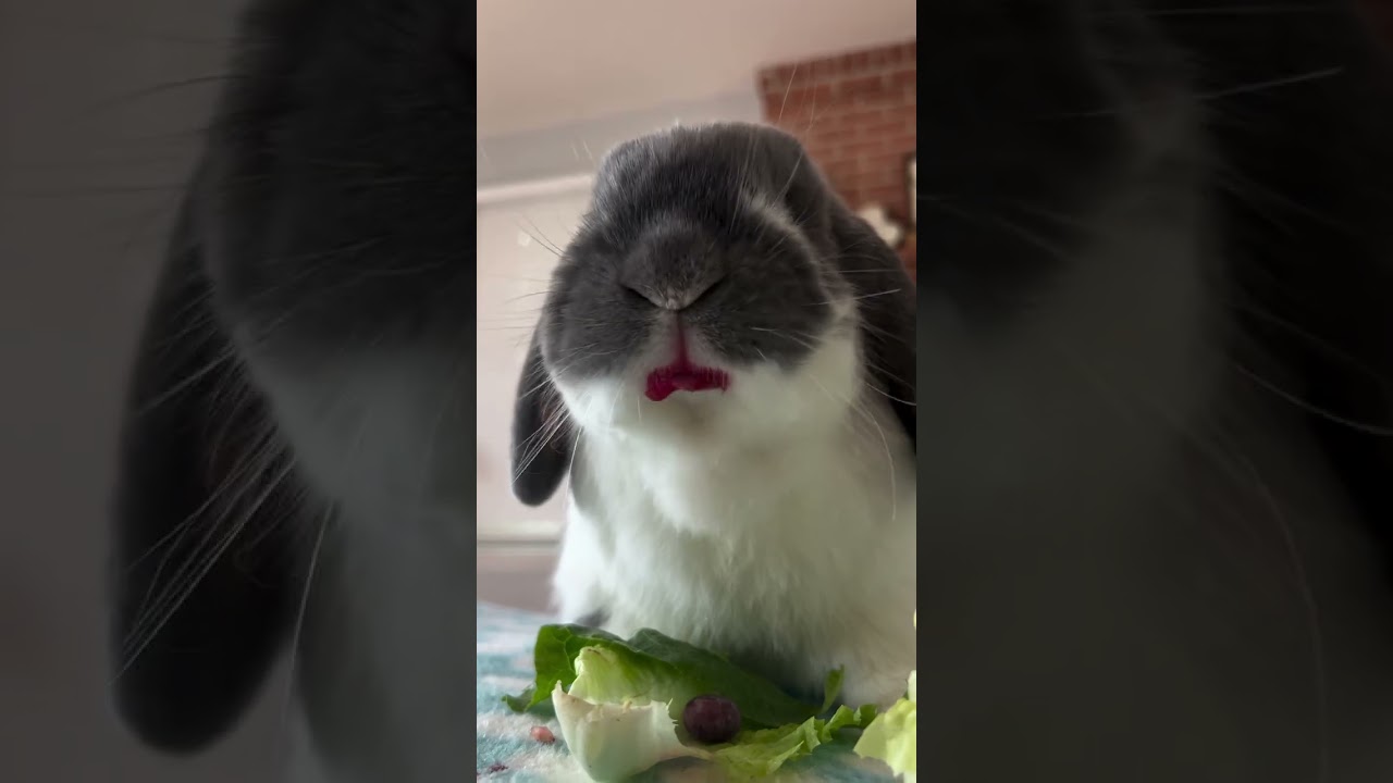 #asmr #bunny #cutebunny #shorts