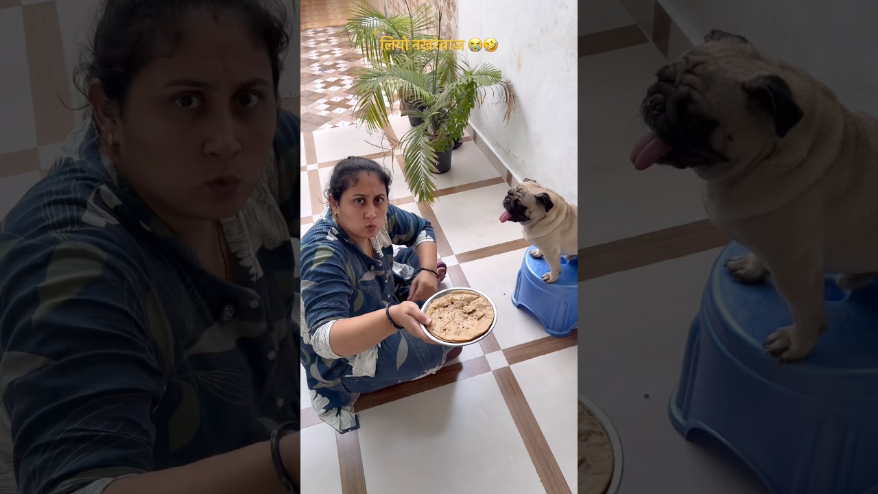 लियो कितना नख़रेबाज़ है 😭🤣 #comedy #funny #shorts