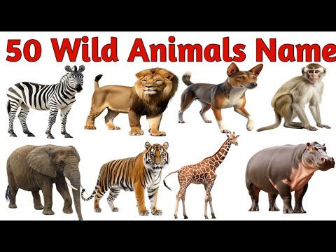 50 Wild Animals Names in English and Hindi with Pronunciation & Facts | Wild Animals for Kids |