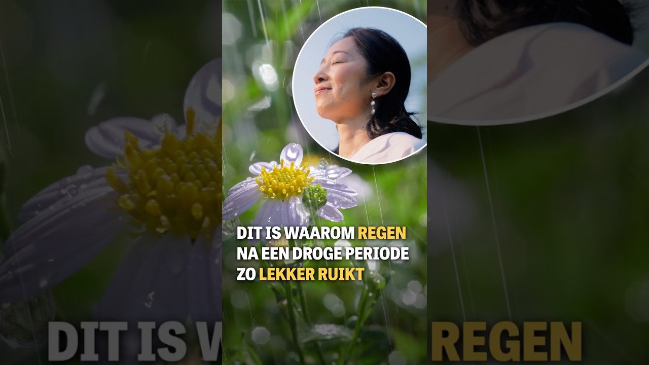 Dit is waarom regen na een droge periode zo lekker ruikt