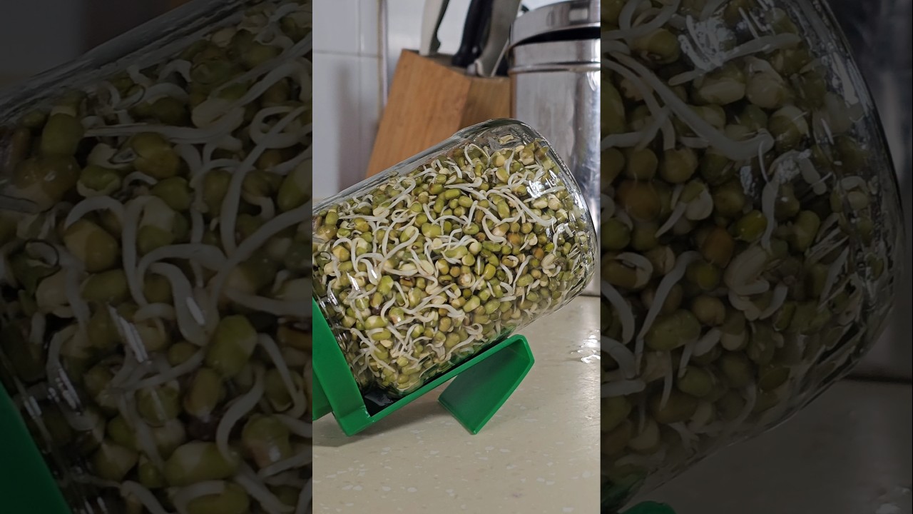 💥My honest Review about Sprout Jar💥 #sprouts #vegprotein #sprouting #sprouting
