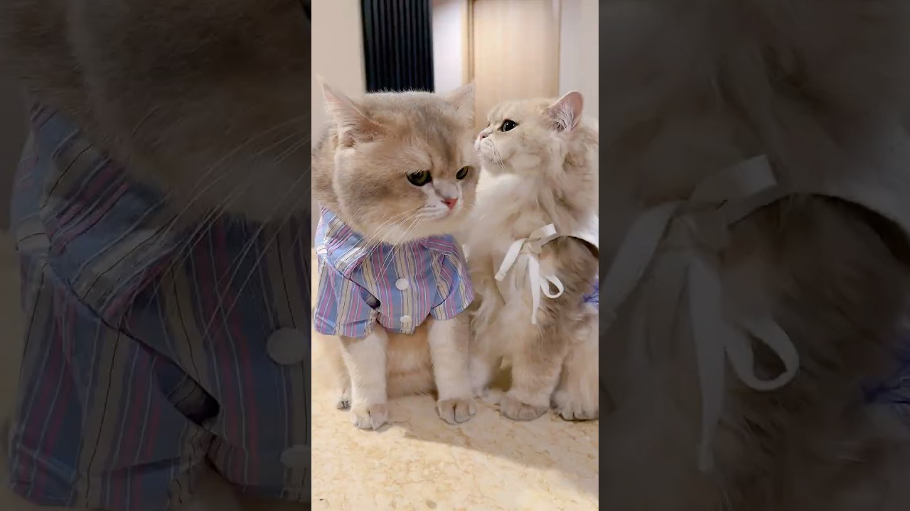 😾: POV Punya babu yang gak bisa diharapkan woi #funnyvideo #cat #funnycats #comedy #kucinglucu