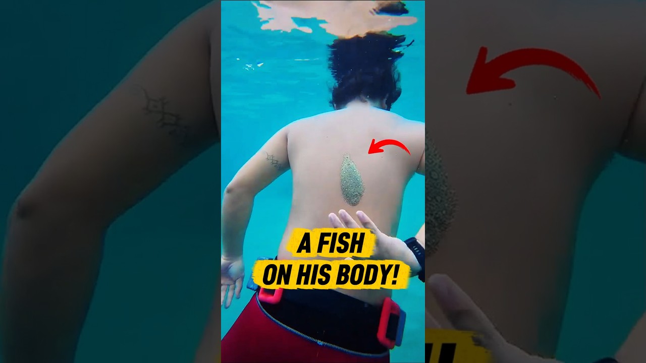 The Fish That Can Attach To Anything!