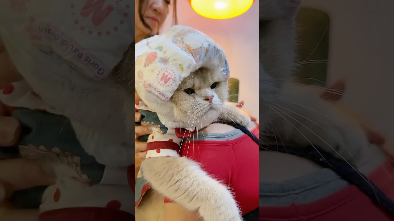 🙀: Uda putus urat malunya woi! #comedy #cat #funnyvideo #kucinglucu #catvideos