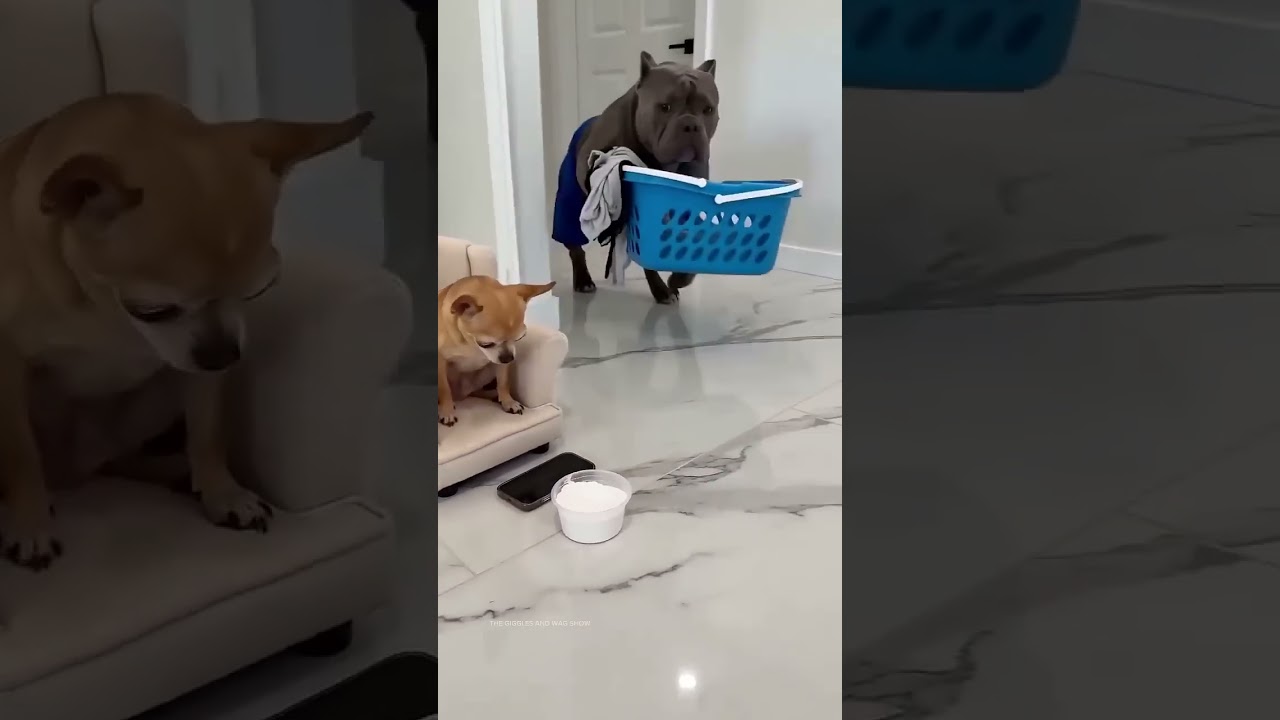 Dog accidentally ate detergent, so... #dog #funnydogvideo #capcut