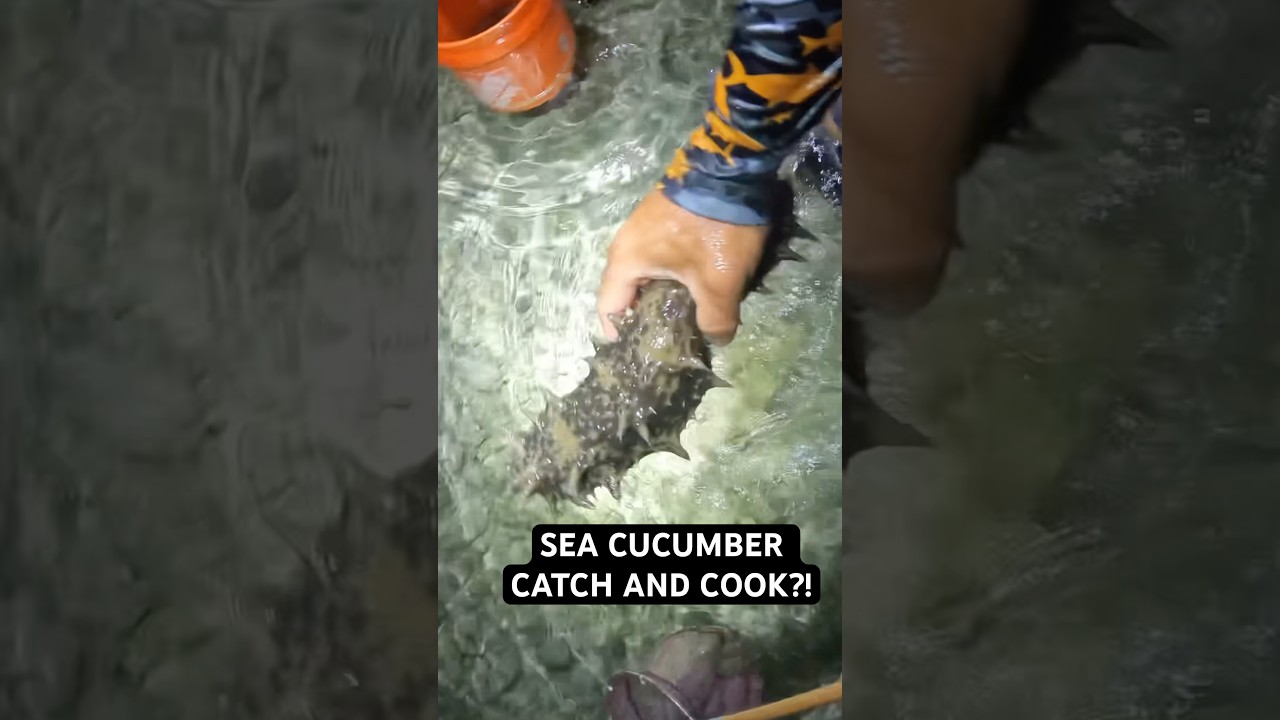 Would you ever try raw Sea Cucumber? 🤔 full episode on my channel #fishing #foodie #namako #hawaii