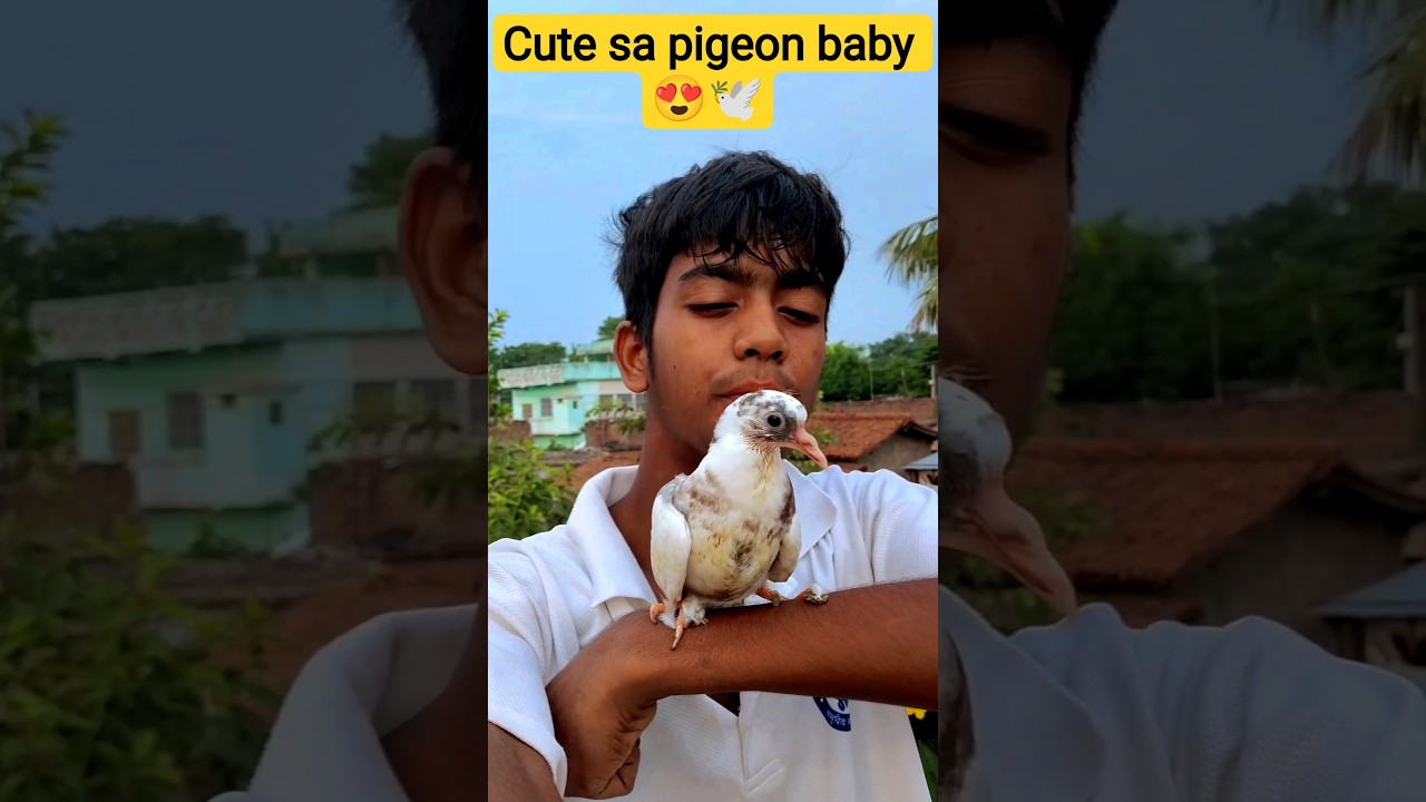 Cute Sa Pigeon Baby 😍🕊️...#shorts #viral #trending #cute #cutebaby #pigeon #white #whitepigeon #vlog