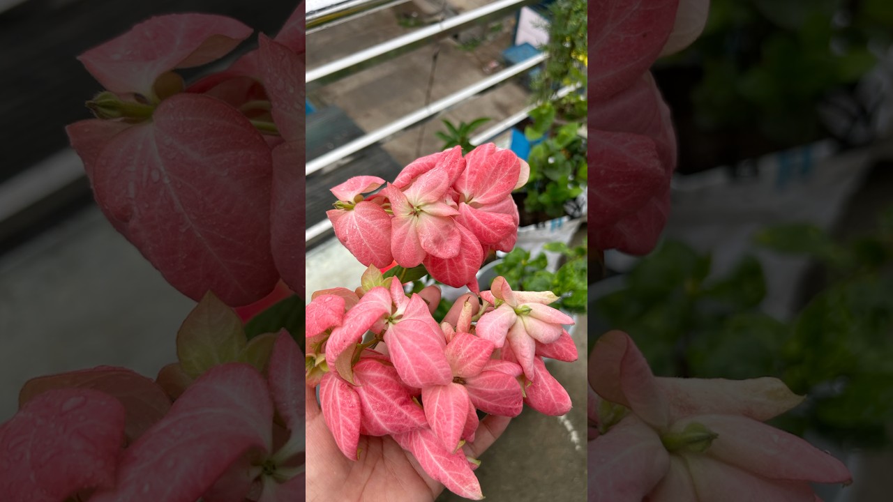 Reality of life 🌸🌿🌱🪴🌺 #gardening #garden #shortsfeed #youtubeshorts