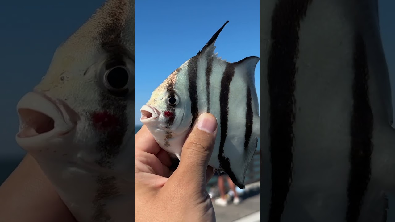 Eating a STRANGE Pier Fish.. 🎣