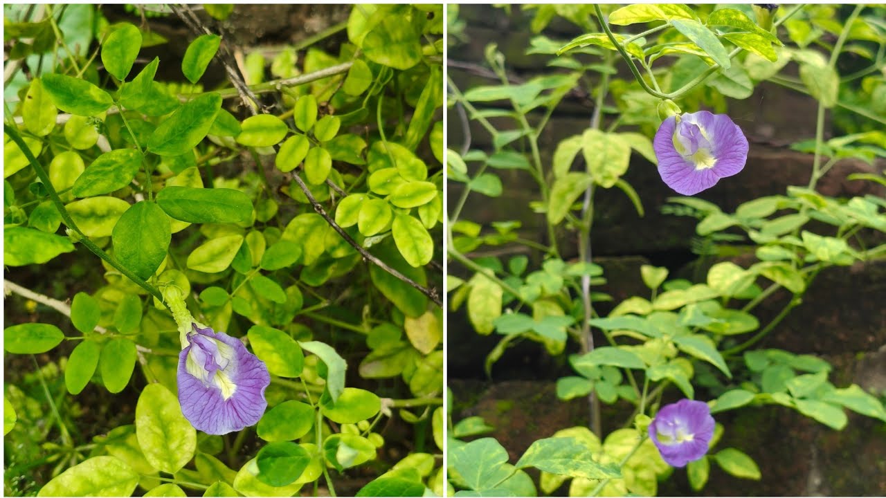 Aprajita plant care tips // How to get flowers in aprajita 