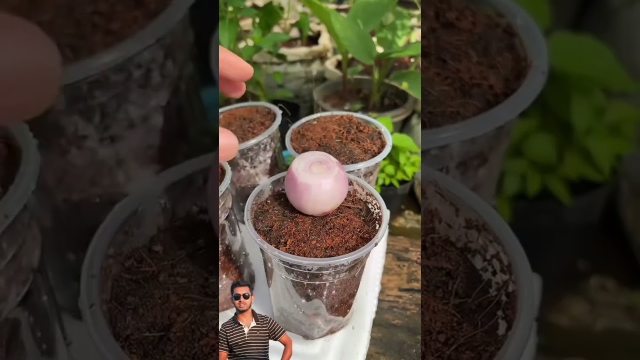 New project onion #shortvideo #gardening #viralvideo #foryou