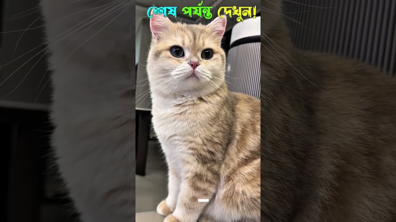 #tiktok