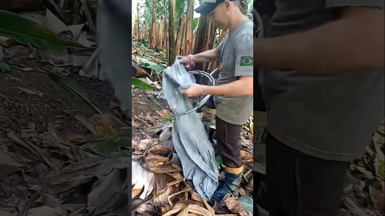 Clever Long-Reach Hoop Bag Tool for Protecting Banana Bunches