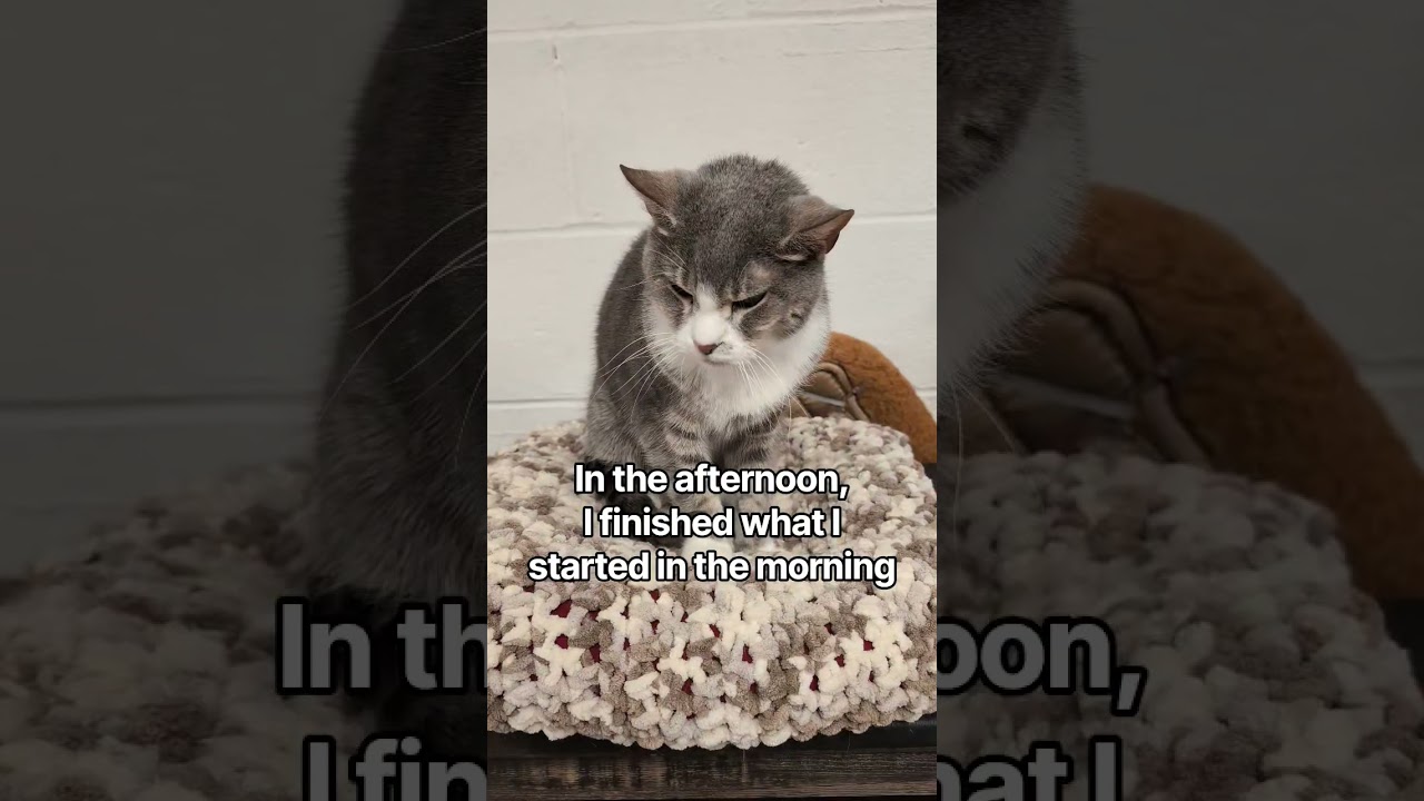 A Cat’s Daily Schedule 😂 #cats #catshorts