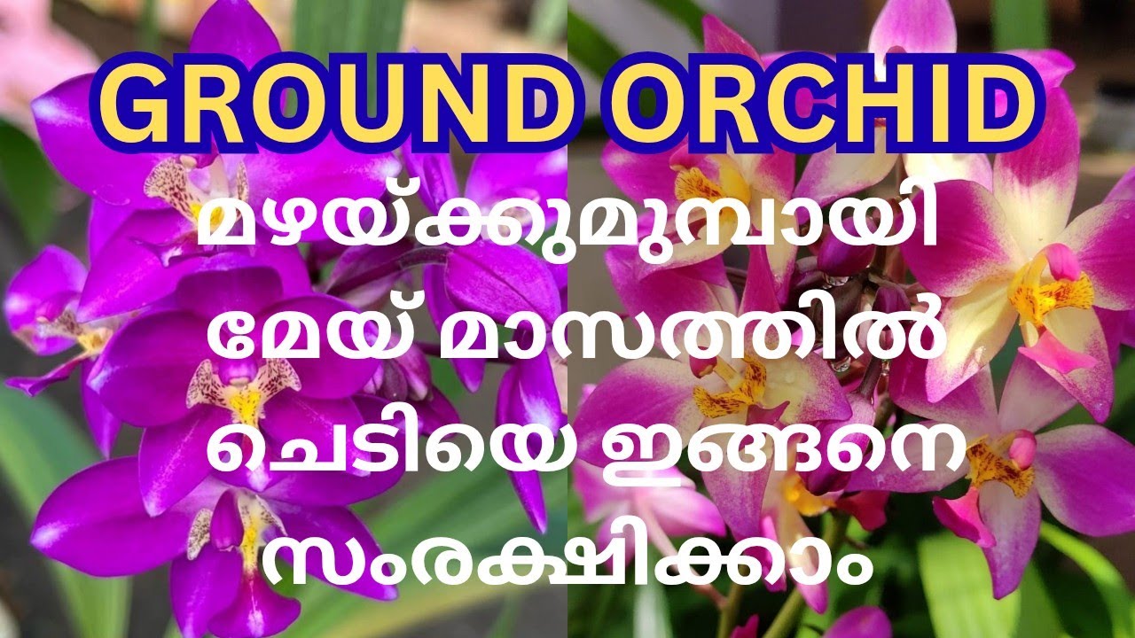 ഈ മാസം ചെടിക്ക് ഇങ്ങനെ ചെയ്തു കൊടുത്താൽ ഹെൽത്തിയായി വളർന്ന് നിറഞ്ഞ് പൂക്കും#trending #gardening 