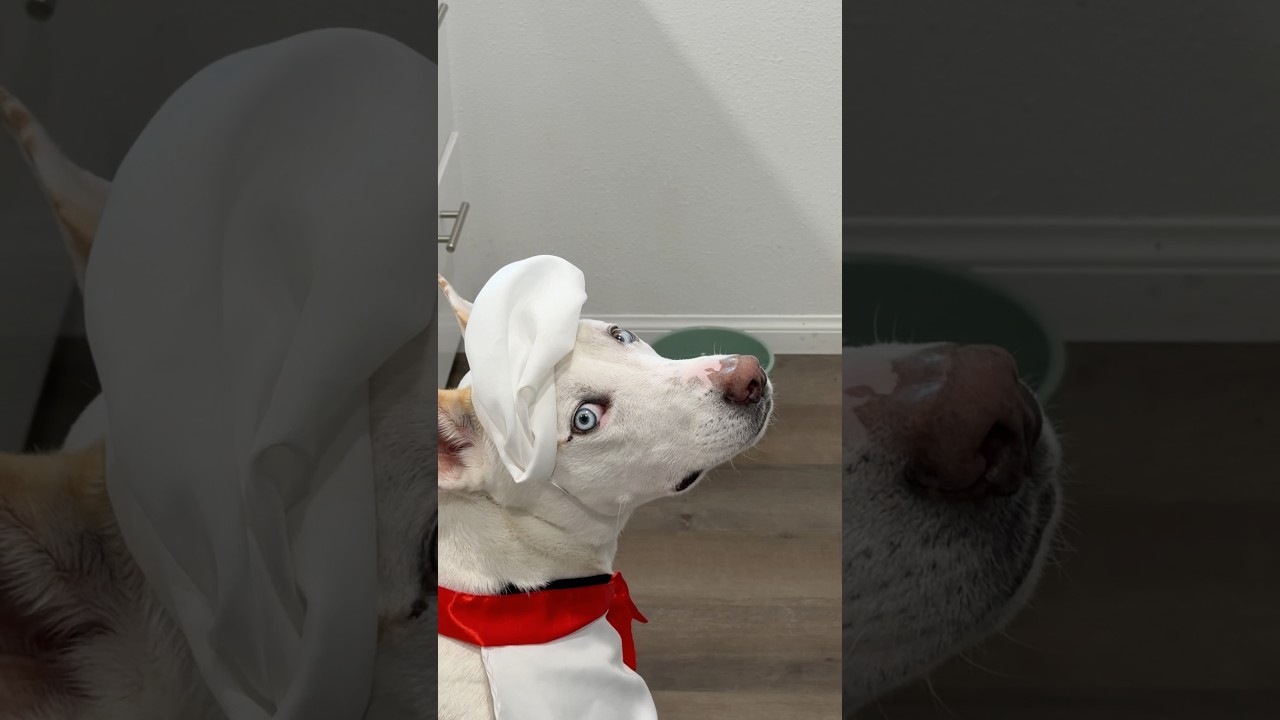 What happened to Yuki’s eye?👁️#dogmom #dog #pets #dogshorts #dogfood #gross #lifestyle