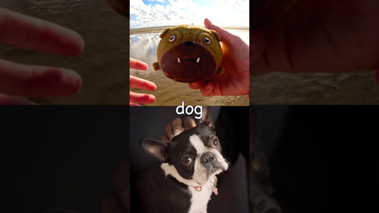 Learn Animal Names for Kids at the Beach: Dog Hippo Gorilla Giraffe Snake