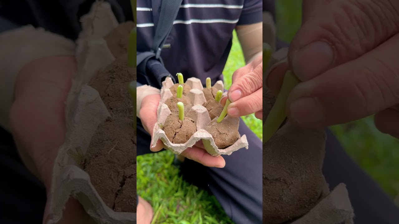 Amazing Eco Hack: Save the tree 🌱#ohd #survival #camping #bushcraft #skills