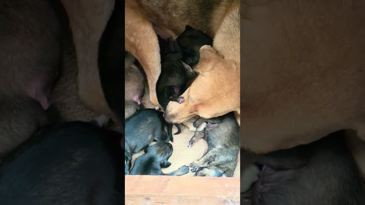 New team #pets #dog #adoptstrays #dogbreed ##highlights #foreverpuppy #puppy