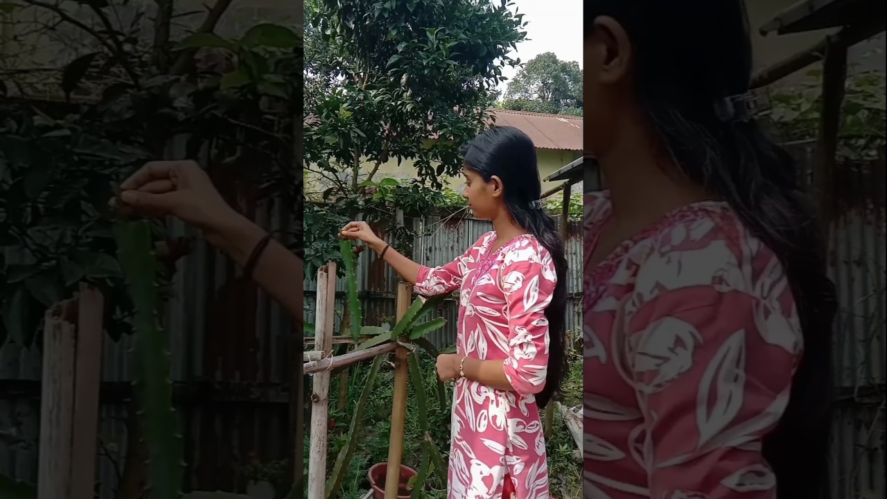 sare dragon fruit jhar gaya😭 #garden #plants #dragon #gardeningtips