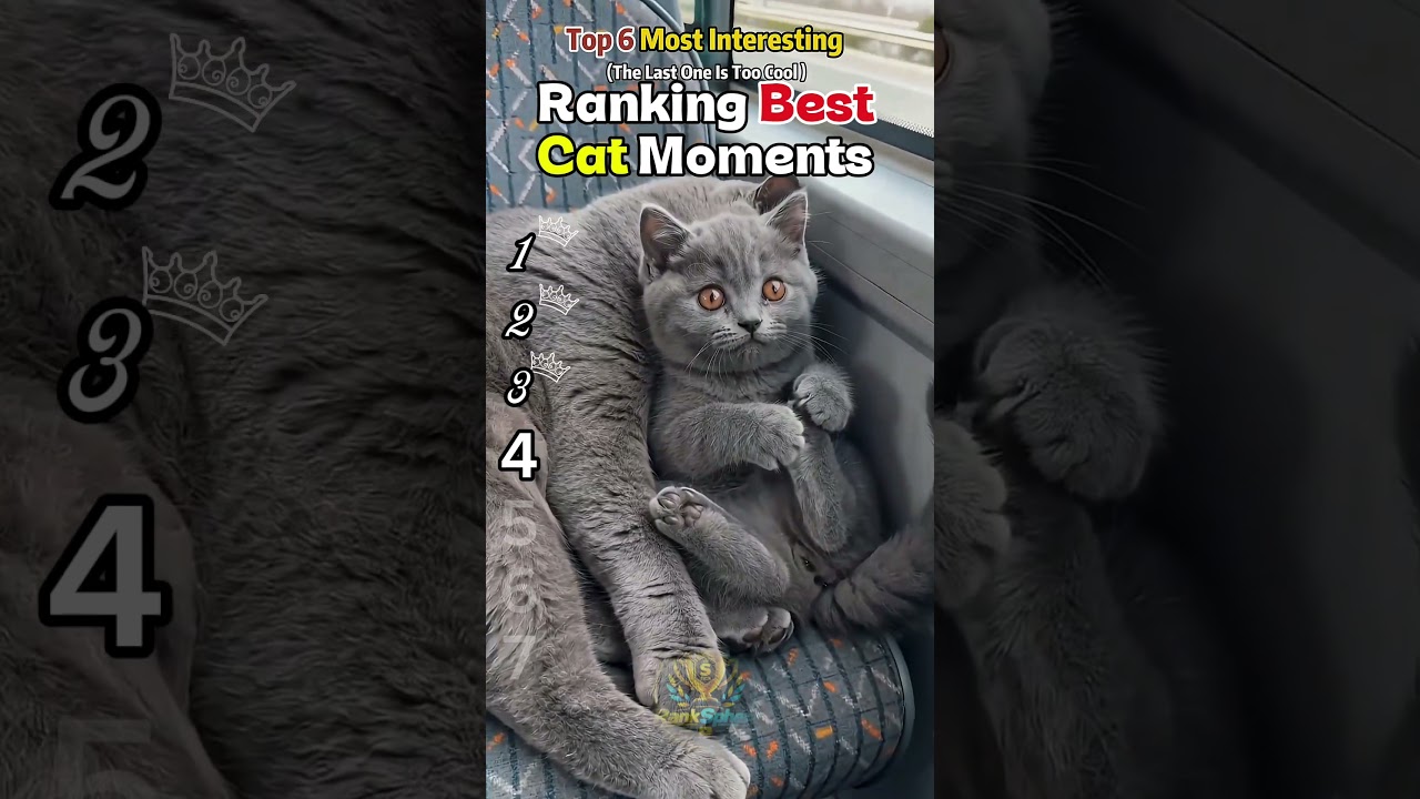 Ranking Best Cat Moments 😂 #shorts #funny