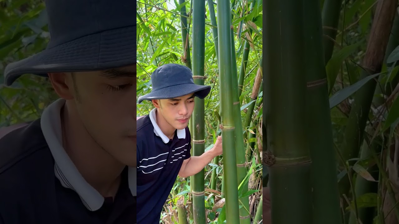 Survival Skills: How to Get Water from a BAMBOO Tree 💧🌍#ohd #survival #camping #bushcraft #skills