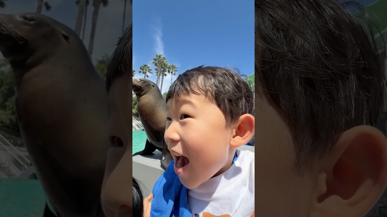 Meeting a Sea Lion IRL